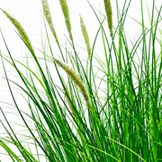 Planta Artificiala Iarba Ornamentala Tip Coada Vulpii, 67 cm, cu 25 Spice, Verde si Alb, Fara Ghiveci
