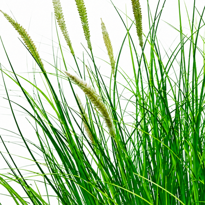 Planta Artificiala Iarba Ornamentala Tip Coada Vulpii, 67 cm, cu 25 Spice, Verde si Alb, Fara Ghiveci