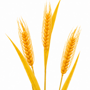 Planta Artificiala Iarba Ornamentala, 83 cm, cu 3 Fire, Spice de Grau, Galben, Fara Ghiveci