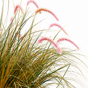 Planta Artificială Iarbă Ornamentală Tip Coadă de Vulpe, 120cm, Iarbă curbată și Spice, Verde si Roz, Fara Ghiveci