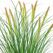Planta Artificiala Iarba Ornamentala Tip Coada Vulpii, 100 cm, cu 12 Spice, Verde si Roz, Fara Ghiveci