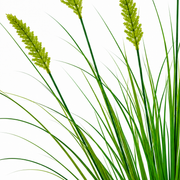Planta Artificiala Iarba Ornamentala Tip Coada Vulpii, 60 cm, cu 7 Spice, Verde, Fara Ghiveci