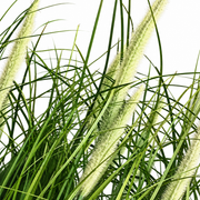 Planta Artificiala, Iarba Ornamentala in Ghiveci Tip Coada Vulpii, 61 cm, cu 19 Spice, Verde si Alb