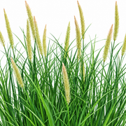 Planta Artificiala, Iarba Ornamentala in Ghiveci Tip Coada Vulpii, 70 cm, cu 25 Spice, Verde si Roz